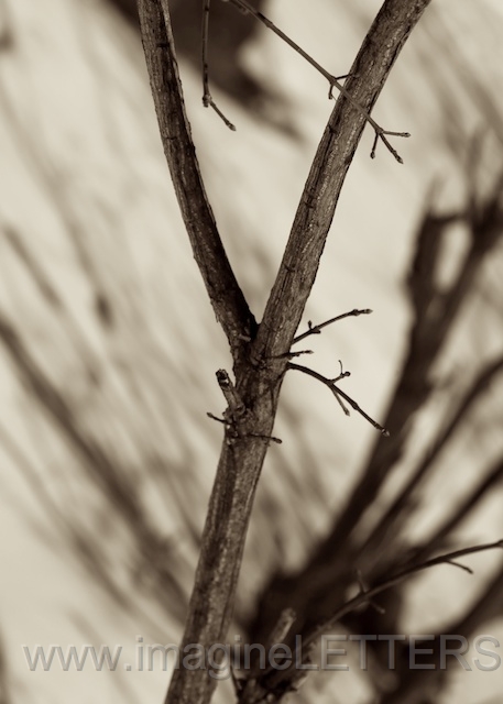 Wall_Art_Alphabet_Photography_Art_ 2546.jpg